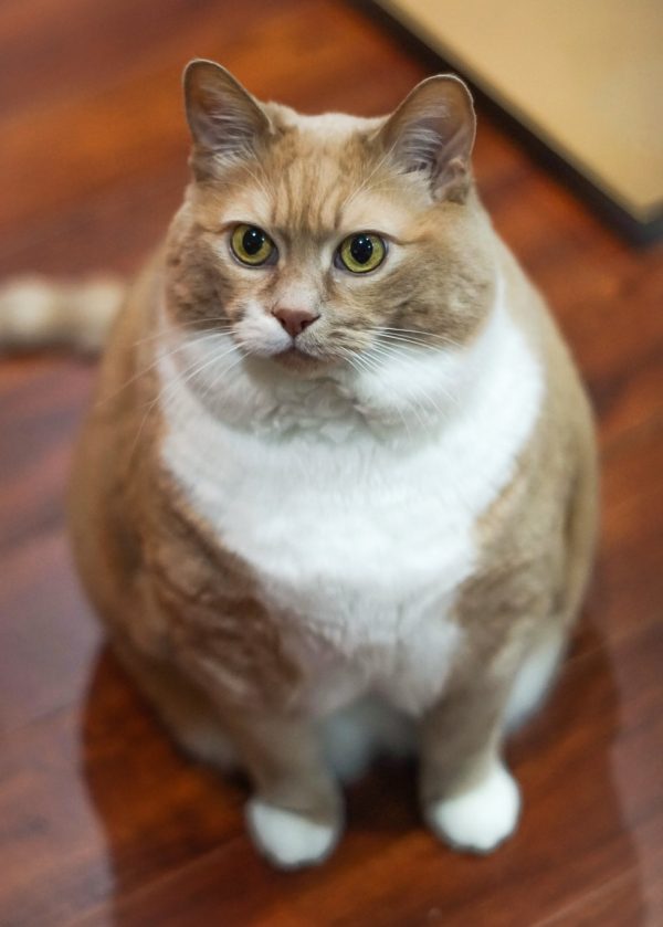 馬可斯在2015年撿到Kato時，牠是隻快十公斤重的小胖紙。