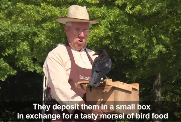 聰明的烏鴉們會把垃圾叼到特定工作人員手上的小箱子，換取飼料。