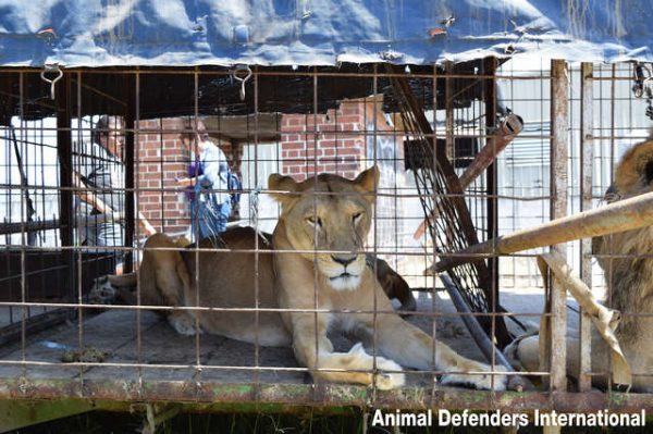 莎夏和其他二隻獅子的生活環境極糟，平常除了表演之外都被關在鐵籠之中。