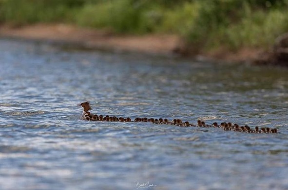 業餘生態攝影師布雷特在貝蜜吉湖拍到一隻秋沙鴨媽媽帶著約50隻小鴨的壯觀畫面。