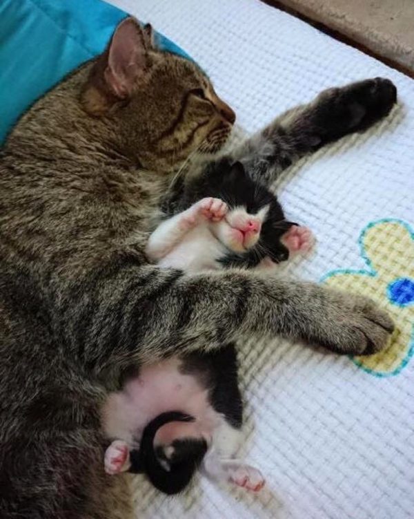 即使牠沒有奶可以哺育小貓，但小貓咪待在牠身邊都變得很安心，不會一直喵喵叫要找媽媽了。