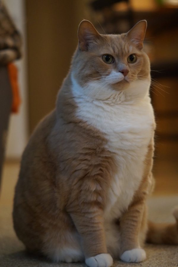 馬可斯非常有概念，他知道幫貓咪減肥不能躁進，每次減的量都少少的，讓Kato不致於太煎熬。
