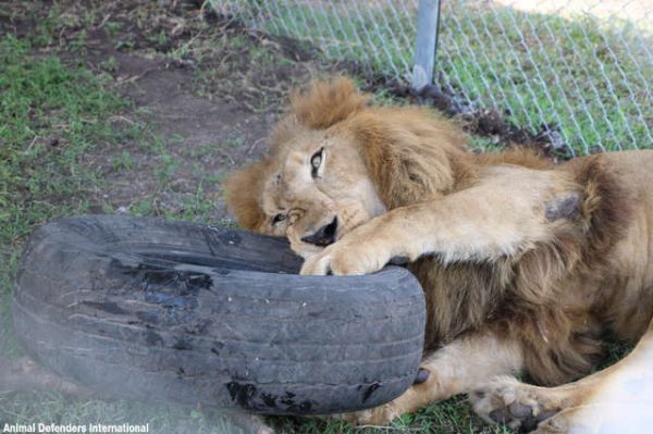 雖然獅子們看起來都很開心，但這並不是ADI的最終目標。他們打算將這些獅子送到南非的一個收容中心，那裡有更寛廣的空間可以讓牠們生活。目前獅子們還需要幾個月的時間做檢查以及辦手續，但ADI的人員表示他們會盡快將獅子們送過去。