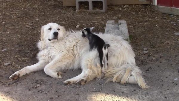 大白熊犬貝蒂很會帶小孩，脾氣超好的牠可以任由精力充沛的羊寶寶又踩又跳也完全不生氣。