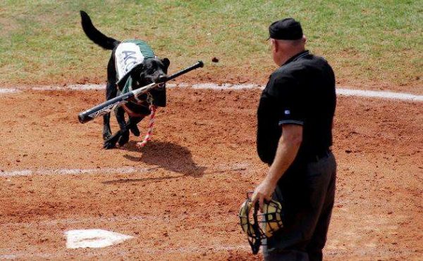 Miss Lou Lou Gehrig是盡責的球僮狗，只要有球或球棒掉落在場上，牠就會立刻衝上去撿。
