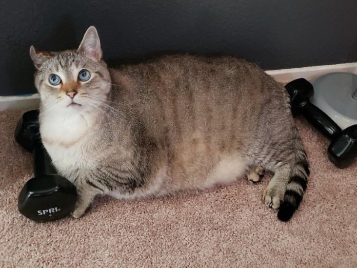 12公斤胖貓被丟收容所外　幸遇識貨貓奴帶回家（圖／寵毛網）