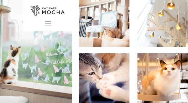 日本知名貓咖啡「猫カフェ MOCHA」驚傳貓咪感染貓白血的消息，目前東京所有分店已緊急歇業消毒中。（圖／翻攝自猫カフェ MOCHA官網）