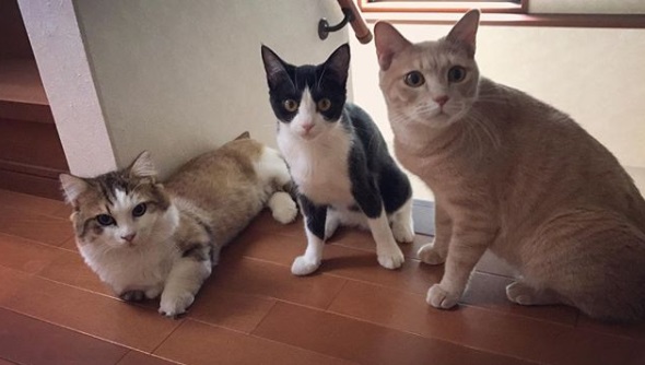 日本一位網友家有三隻可愛的貓咪，其中橘貓小檜非常活潑好動，總是想要溜出門玩。