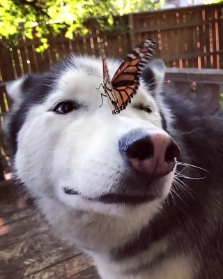 傻眼的Cymber不知道怎麼辦，任由蝴蝶在牠臉上爬行。