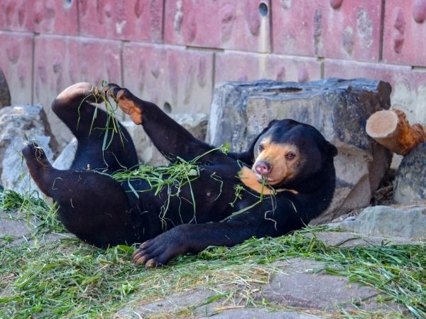 東山動植物園的馬來熊馬內醬超有戲，是園內的動物明星。（圖／twitter＠higashiyamapark）