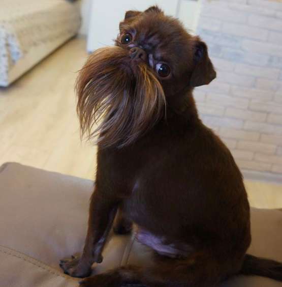 堅果是一隻布魯賽爾格林芬犬，這種狗的特色就是臉部有長毛，不過堅果的鬍子似乎特別長～