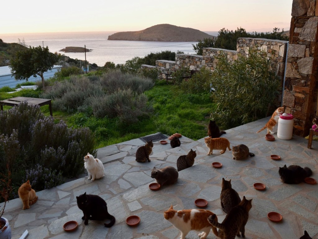 貓奴的夢幻工作　希臘小島當貓管家笑擁55隻貓和無敵海景！（圖／寵毛網）