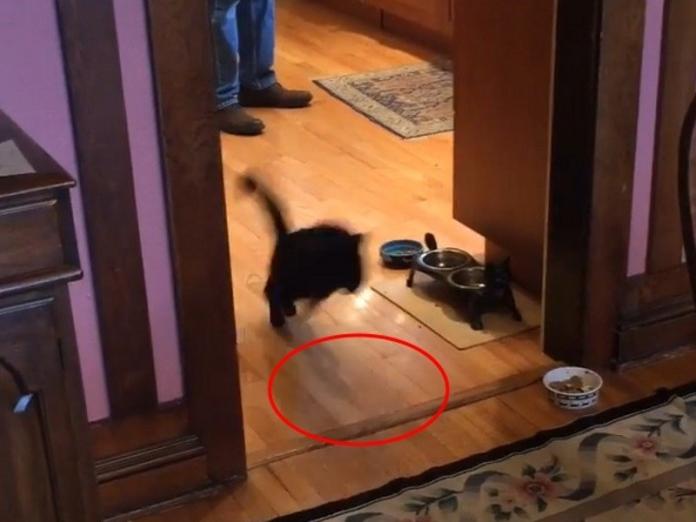 怪癖黑貓有自己堅持　不踩廚房地板寧可跳過！（圖／寵毛網）