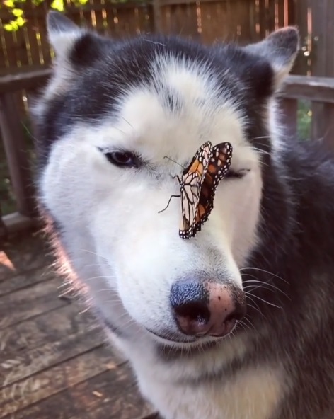 某天主人和其中一隻哈士奇Cymber在院子裡玩時，一隻蝴蝶飛來停在牠的鼻子上。