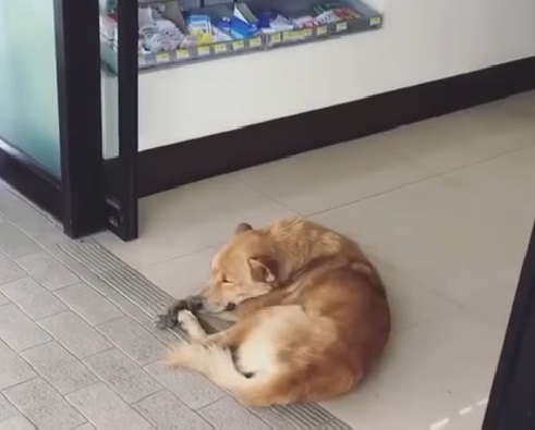 一隻狗狗睡在超商門口，但這間店的門是自動門........