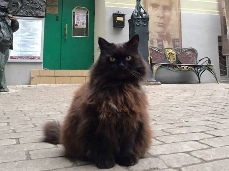 莫斯科博物館館貓遭人綁架　所幸順利尋回毫髮無傷！（圖／寵毛網）