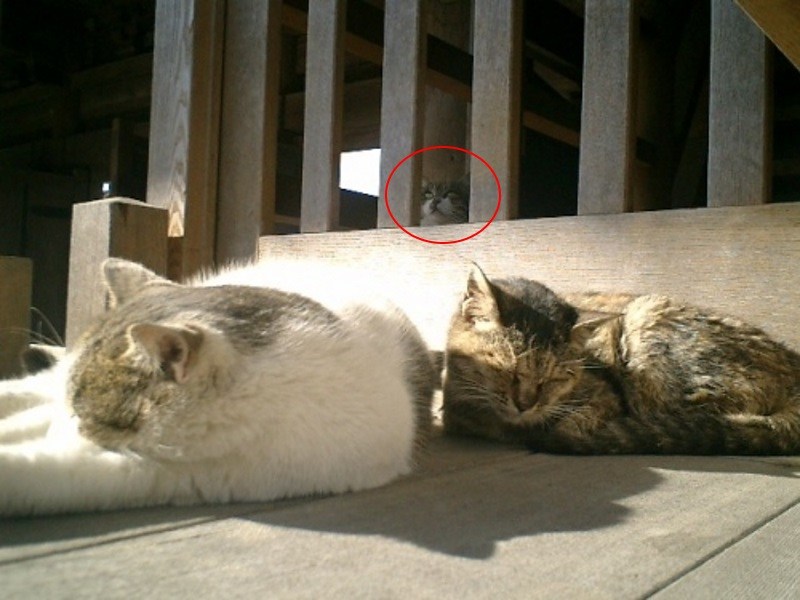 七月鬼門開　臭阿喵不要這樣嚇人啦！（圖／寵毛網）