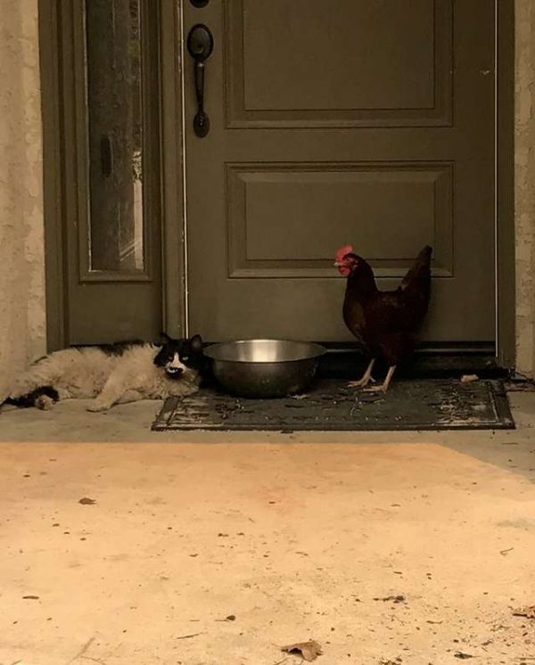 而The Grass Valley消防局的消防員在一處燒毁民宅前發現在大火中倖存的一隻貓咪和一隻雞，牠們守護著彼此，互相陪伴。（圖／grassvalleyfire）