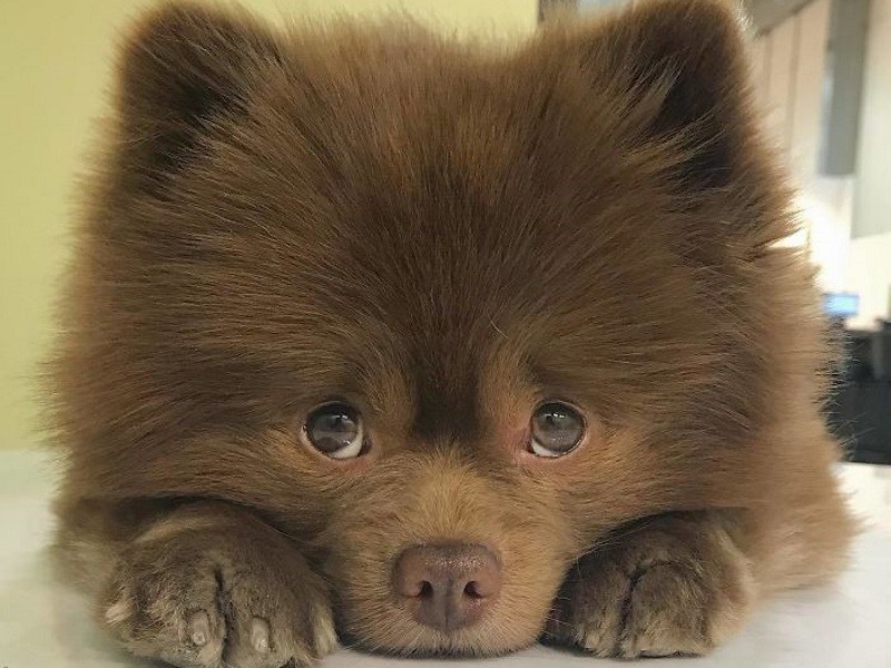 繁殖業者嫌博美賣不掉丟收容所　幸遇好主人惜命命成小網紅（圖／寵毛網）