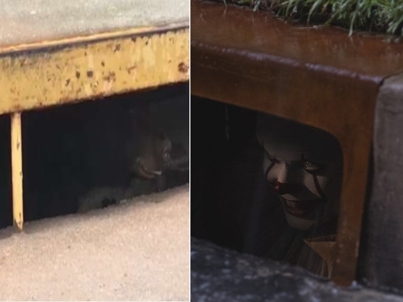 水溝驚現電影裡的《牠》？　虎視眈眈眼神嚇壞路人（圖／寵毛網）