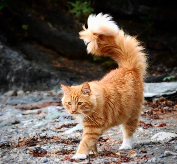 普里穆斯是一隻米克斯橘貓，但牠擁有一條超霸氣膨膨尾，讓牠看起來很有氣勢。