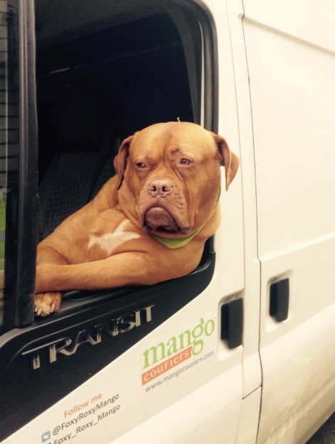 Roxy是一隻波爾多獒犬，牠經常跟著主人公司的物流車出門送貨兼透氣，像這樣靠在副座車窗上是牠的招牌POSE。