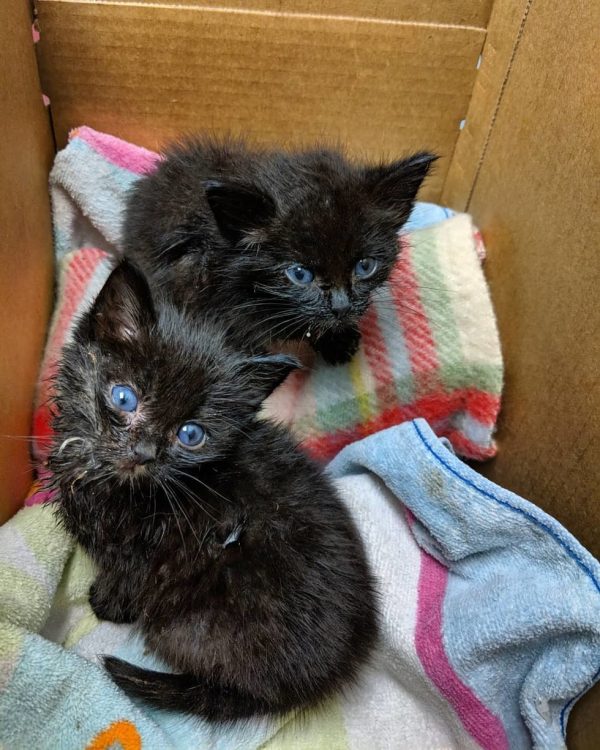 夏娜接手這二隻小黑貓時，牠的們狀況都很糟，24小時後，其中一隻小貓洛基不幸離世，僅剩另一隻小貓湼布拉。