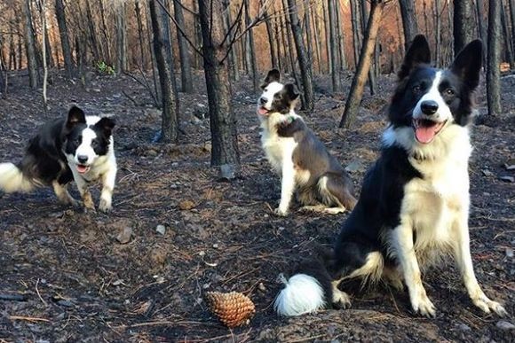 這三隻邊境牧羊犬經常活躍於森林大火過後的區域，但其實牠們有著很重要的任務。