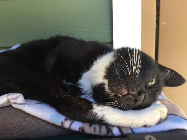 黑白貓賽咪今年18歲，卻被相處了一輩子的家人給棄養。