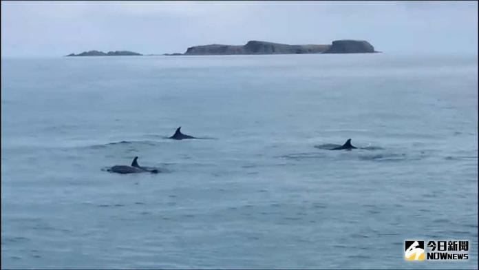 影／澎湖海域出現10餘隻瓶鼻海豚　遊客驚艷拍下影片
