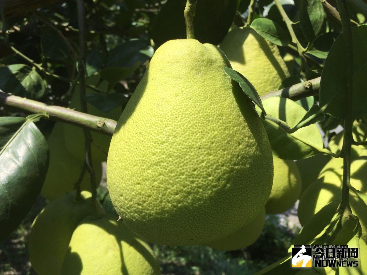 經過先前酷暑到連日大雨，文旦柚今年比往年來的大顆，但甜度維持在12至13度。圖／記者鄭志宏攝