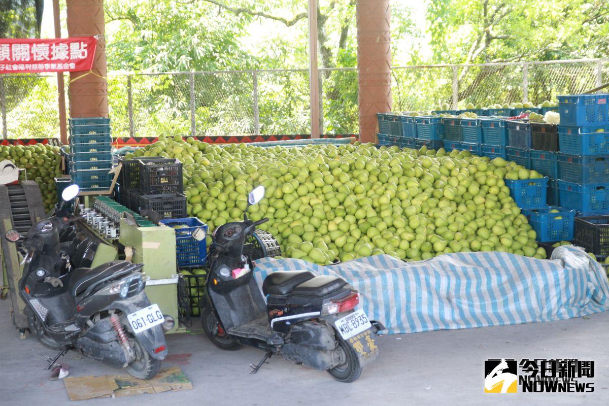 採收完的文旦柚，集中在一區裡，數量相當龐大。圖／記者鄭志宏攝