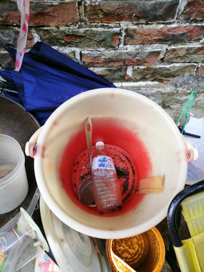 積水容器孳生病媒蚊幼蟲