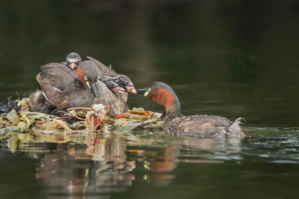 ▲桃園一位吳姓鳥友拍到難得一見的小鷿鷈全家福，卻驚見牠們在水面上的巢，是用塑膠構築的。（圖／拍鳥俱樂部吳淑芬拍攝,　2018.09.12）