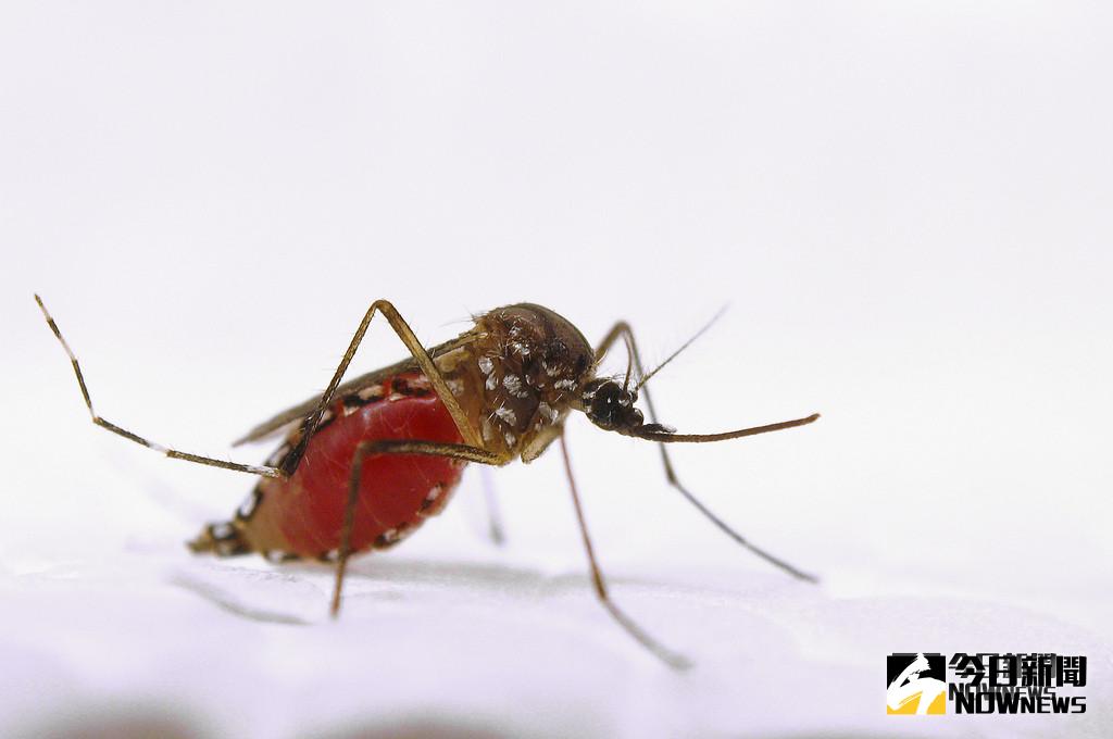 ▲埃及斑蚊，Aedes aegypti。圖片來源：美國農業部 USDA-ARS(圖/環境資訊中心)