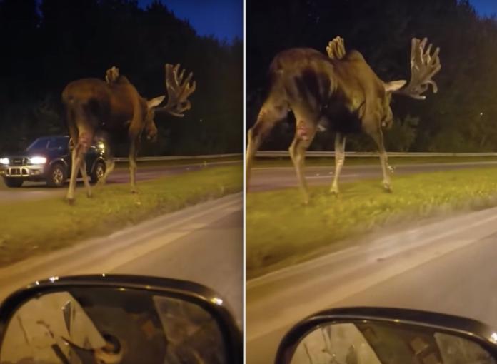 ▲國外有網友在阿拉斯加公路上，驚見一隻體型超巨大的野鹿緩步慢行。這隻鹿的身軀加上鹿角，看起來足足要比一旁休旅車大上 2 倍。（圖／翻攝自 Youtube）