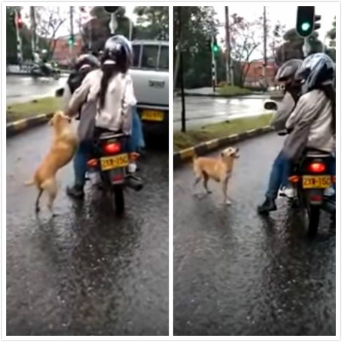 ▲哥倫比亞一對情侶在大馬路上丟棄狗狗，忠心狗一路追趕，無情飼主卻揮手將他趕走。（圖／翻攝自YouTube）