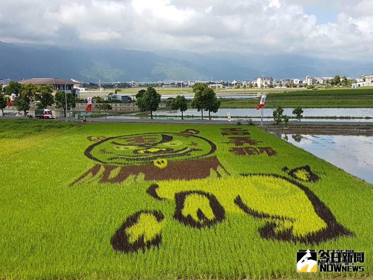 ▲玉田社區舉辦「玉田弄獅」文化系列活動，以「稻田彩繪」的方式在社區活動中心旁播下「弄獅」圖騰的五彩秧苗，目前秧苗已經成長呈現出「玉田弄獅」的字樣及圖案。（圖／記者李清貴攝 ,2018.09.19)