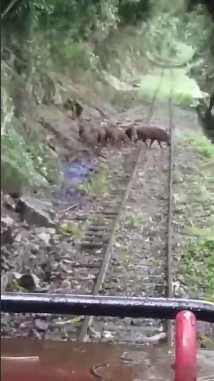野山豬悠遊擋路　森林鐵路禮讓驚奇賞生態
