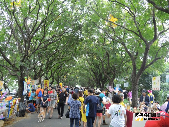 ▲東螺溪台灣欒樹隧道進入開花期，縣府舉辦「千人躺街賞花」活動。（圖／記者陳雅芳攝，2018.09.23）