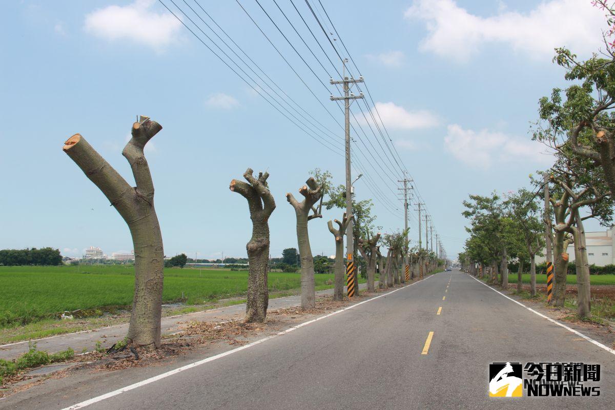 ▲二林鎮公所進行全鎮路樹修剪時，竟把已冒花苞美人樹枝砍光光，不少二林民眾見狀傻眼。（圖／記者陳雅芳攝，2018.09.24)