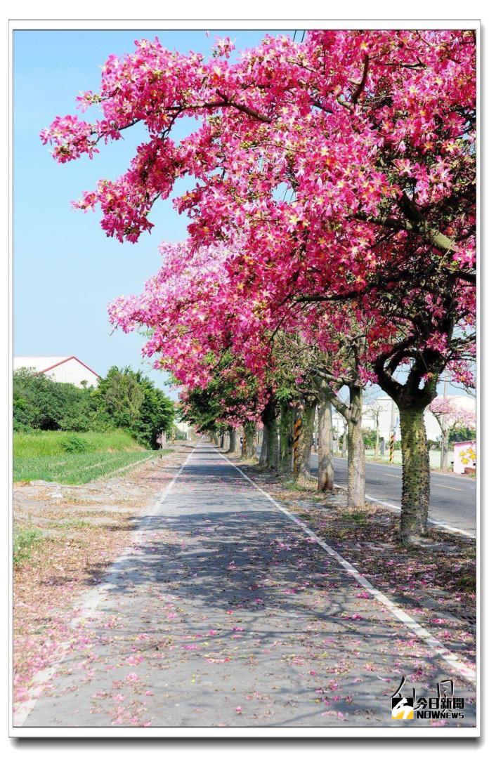 二林鎮儒林路旁種植美人樹