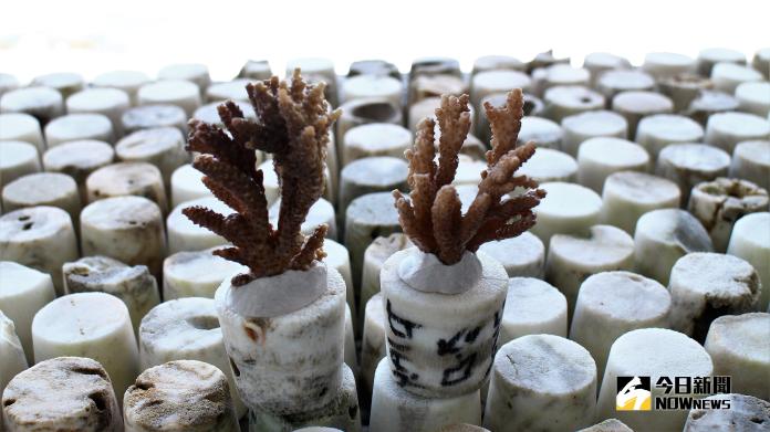 影／澎湖珊瑚復育良好　海底種樹有成未來觀光利器
