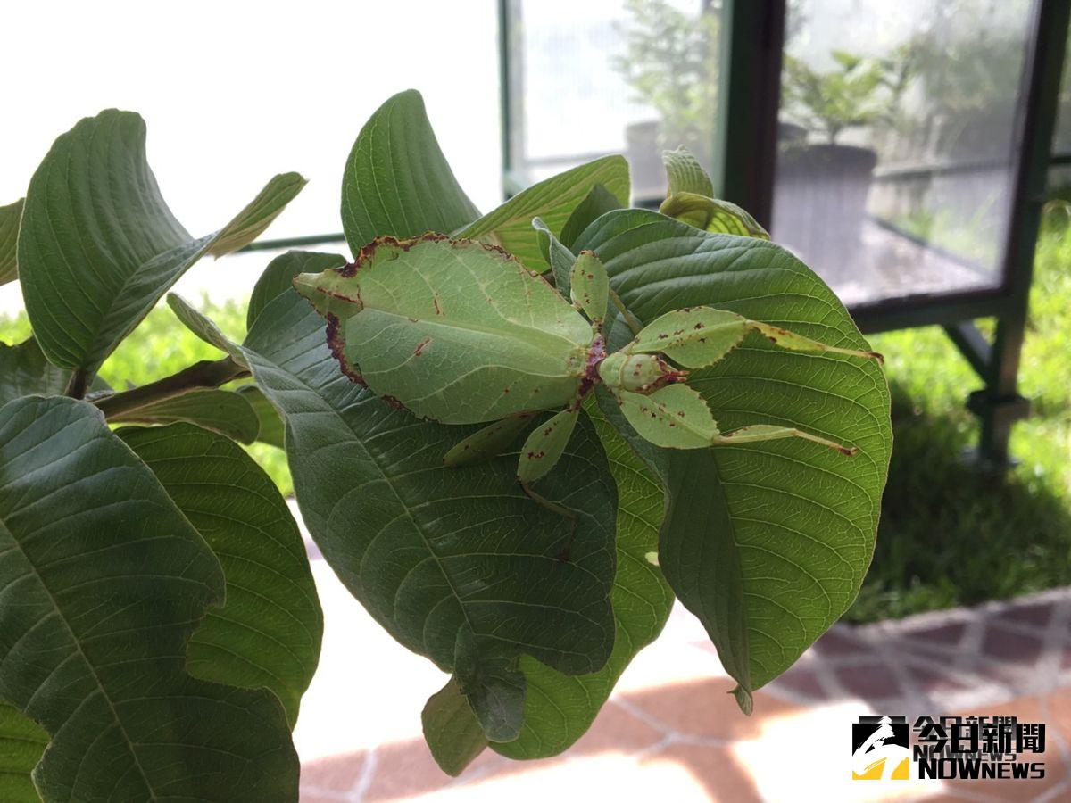 ▲亞泥生態園區特別將竹節蟲展示區從蝴蝶網室中移出，單獨設置，讓遊客更能近距離清楚觀察竹節蟲生態。（圖／記者鄭志宏攝2018.09.27）