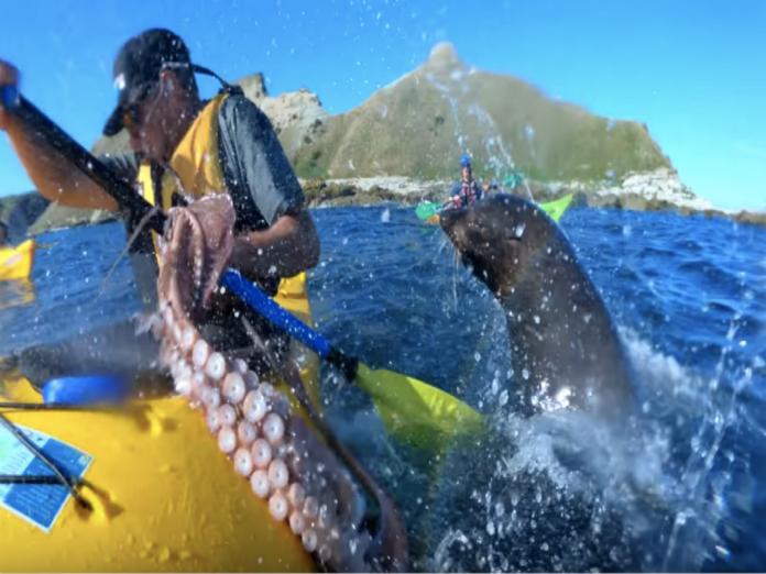  ▲獨木舟好手穆林德（ Kyle Mulinder ）與友人在紐西蘭滑船時，穆林德友人意外遭到章魚「打臉」。（圖／翻攝自YouTube）