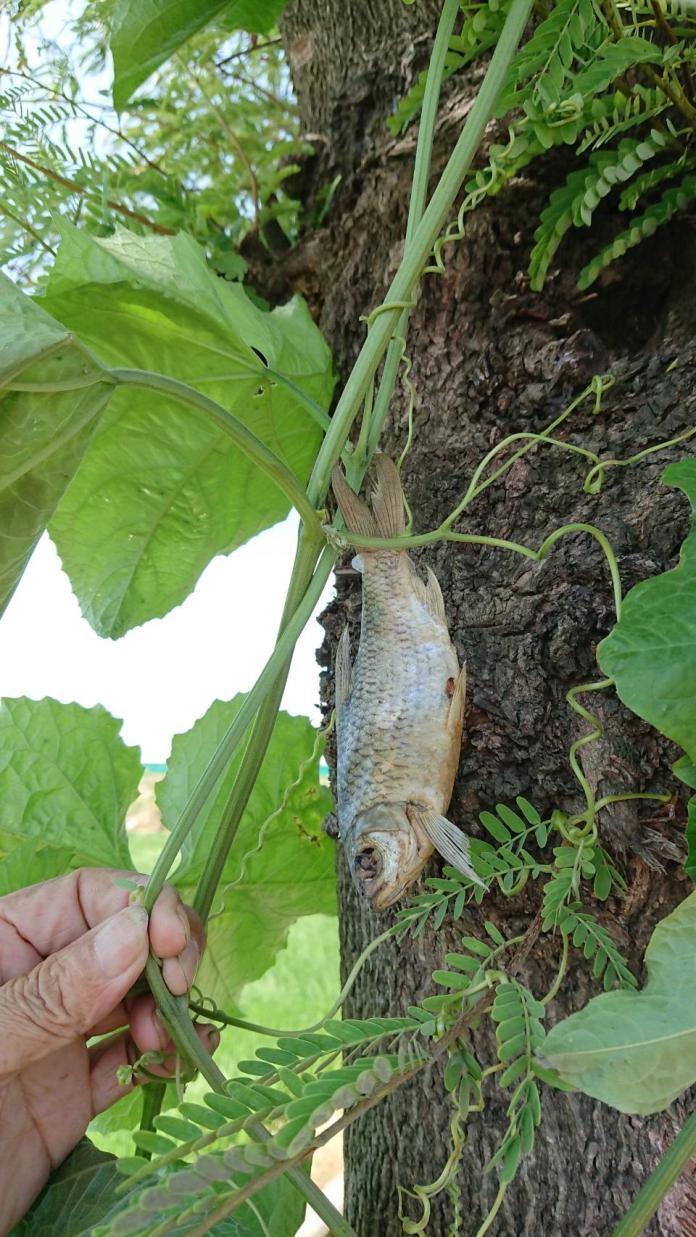 嘉縣絲瓜籐帶魚上樹　成奇觀　

