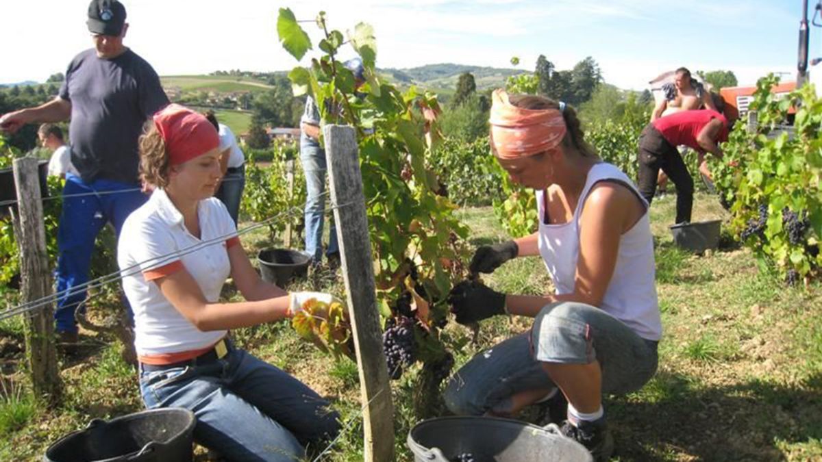 ▲許多台灣年輕人喜歡前往澳洲打工度假，熱門的工作選項包括了前往農場採收。（圖／翻攝自 Insurance Australia）