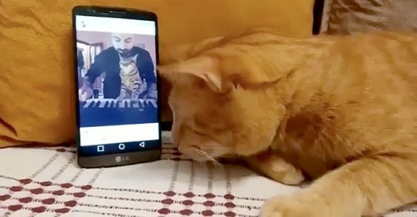 日前他分享了一段影片，一隻全盲橘貓的主人用手機播放他彈琴的片段，聽到美妙鋼琴聲的橘橘立刻被吸引～