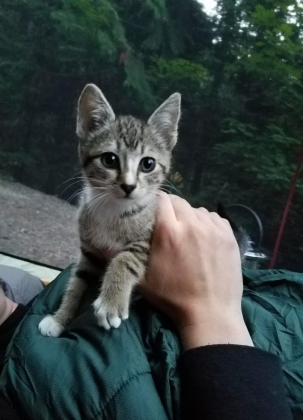一對夫妻到山裡露營，偶遇一隻小虎斑貓咪。