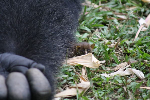 其他隻大猩猩也對這隻小傢伙表感到好奇，但波波始終把牠留在自己身邊，不讓其他猩猩靠近，像是在保護嬰猴一樣。